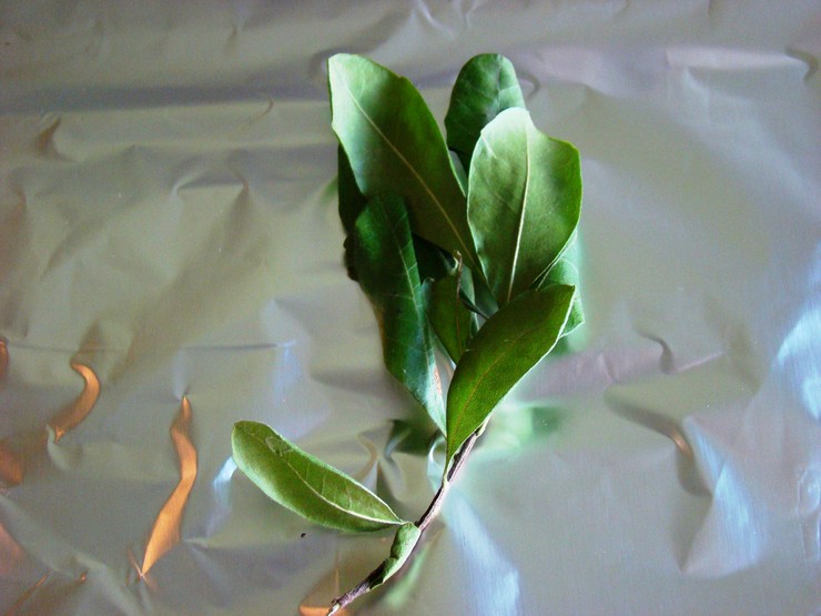 Reproduktion af aralia