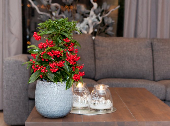 Ardisia pleje derhjemme