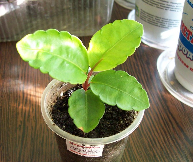 Reproduktion af ardisia