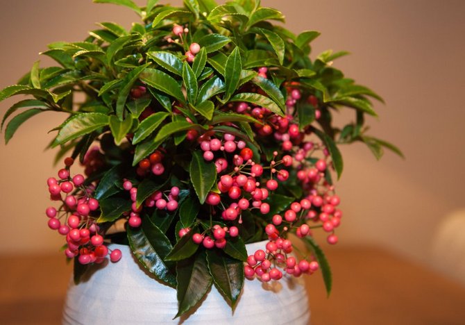 Ardisia - hjemmepleje. Dyrkning af ardisia, transplantation og reproduktion. Beskrivelse. Foto