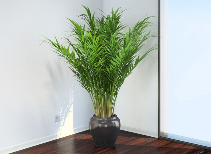 Areca - hjemmepleje. Areca palme dyrkning, transplantation og reproduktion. Beskrivelse, typer. Foto