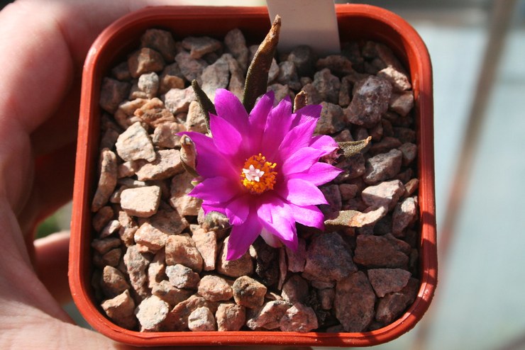Αγαύη Ariocarpus