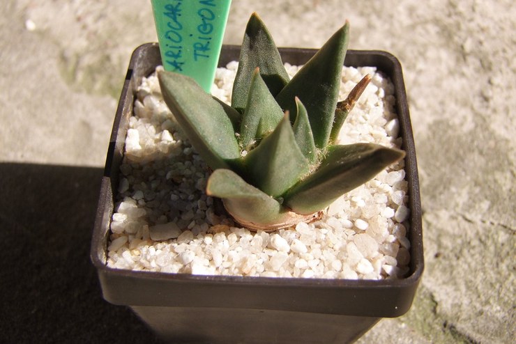 Ariocarpus αμβλύ