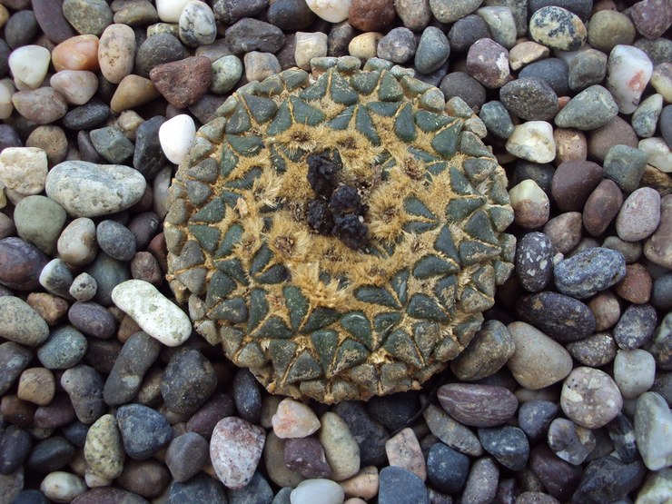 Ariocarpus Kochubei