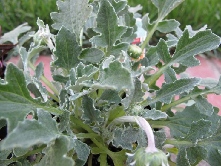 تزايد أركتوتيس من البذور