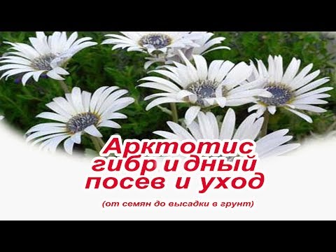 ينمو من بذور Arctotis (Ostiospermum)