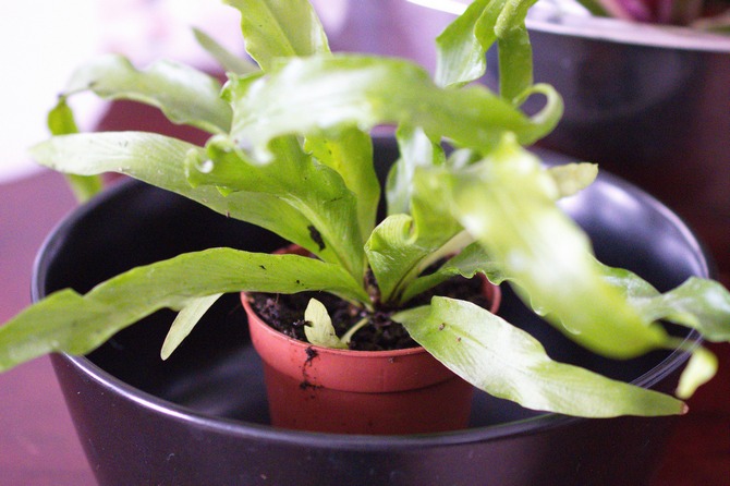 من الضروري سقي النبات من خلال فتحات التصريف عن طريق غمر الوعاء في وعاء به ماء.