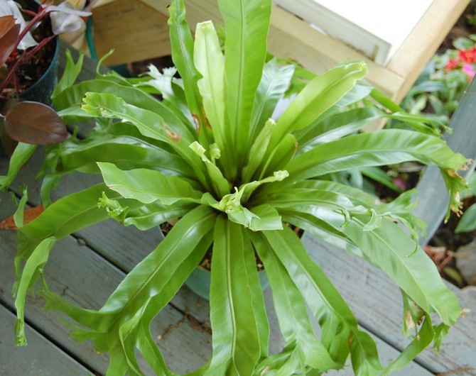 الأمراض والآفات والمشاكل المتنامية