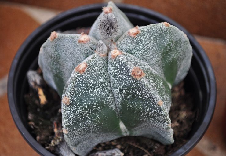 Top dressing astrophytum