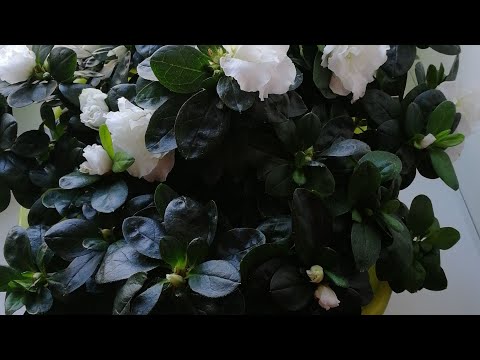 Azalean leviäminen pistokkailla