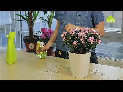 Azalea: miten valita, siirtää ja hoitaa