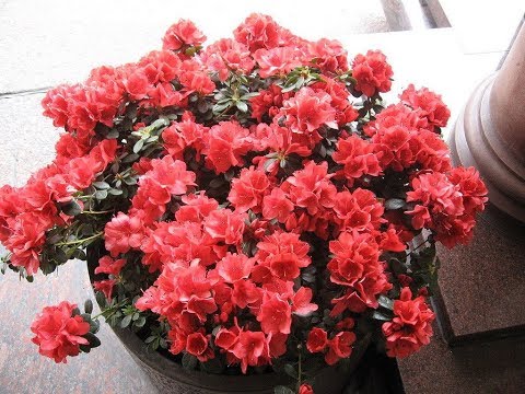 Atsaleiden karsiminen talvella. Osa 1