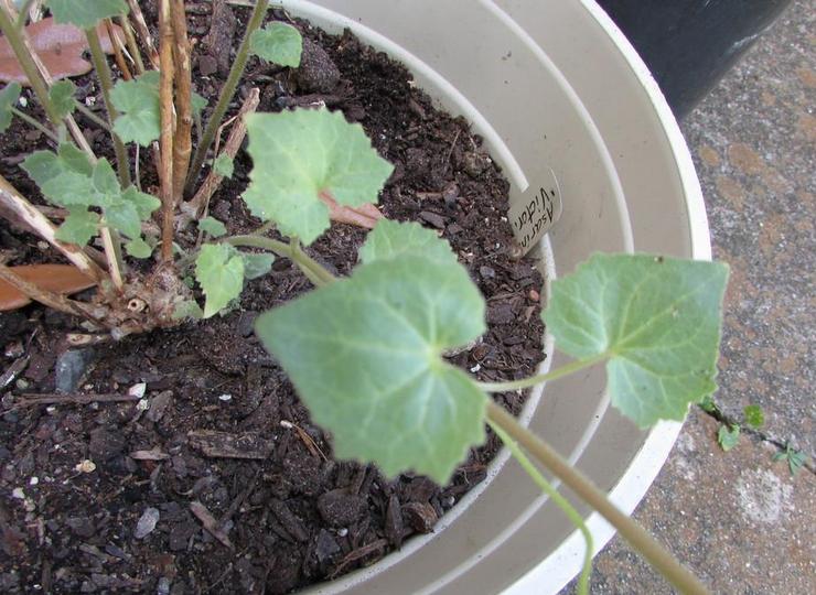 Dyrkning af asarin fra frø