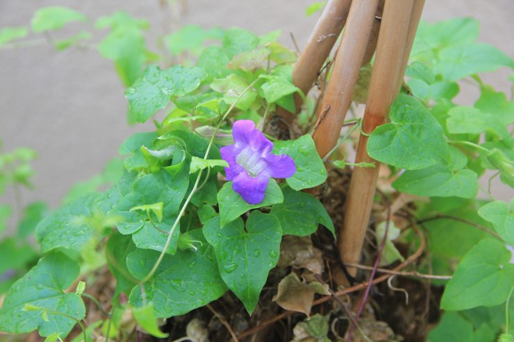 Typer og sorter af asarin