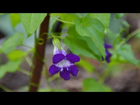 Azarin. Min dyrkningserfaring. Hvor skal man plante asarin?!