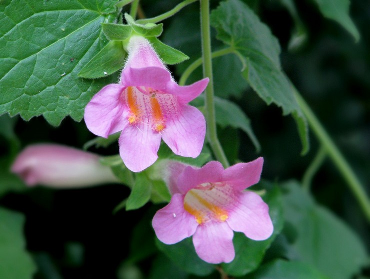 Azarina - plantning og pleje i det åbne felt. Dyrkning af asarin fra frø. Beskrivelse, typer med fotos