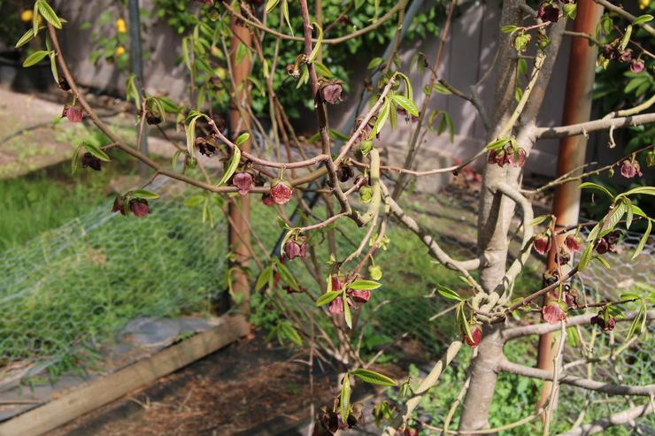 Φροντίδα αζιμινίου στον κήπο