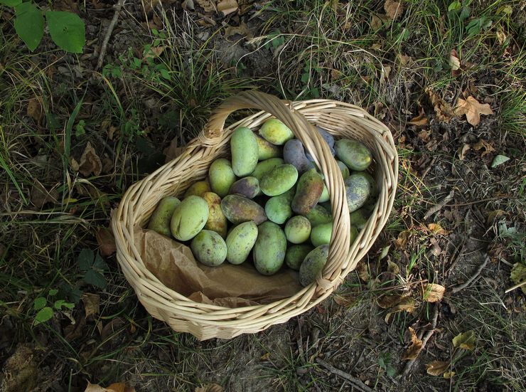 Συλλογή και αποθήκευση αζιμινών