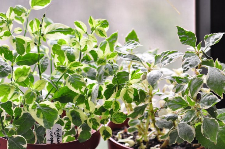 Hjemmepleje til azistasia