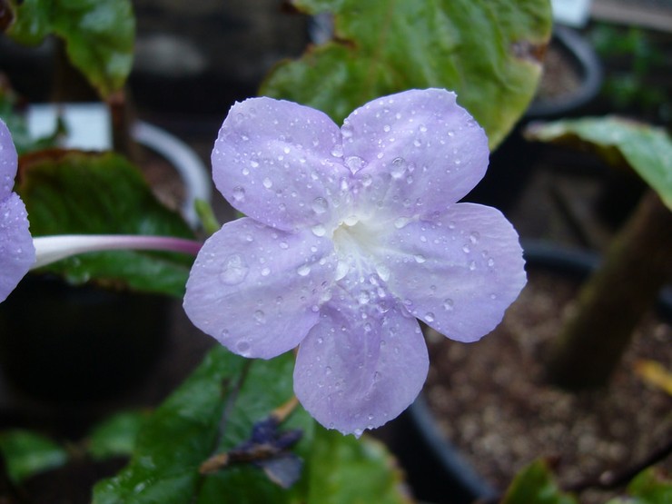 Når azistasia begynder at blomstre aktivt, skal buskene vandes meget oftere.