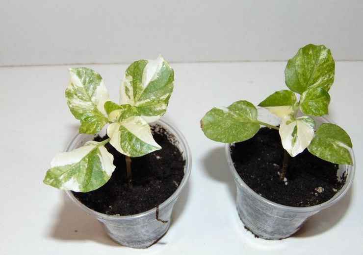 Reproduktion af azistasi