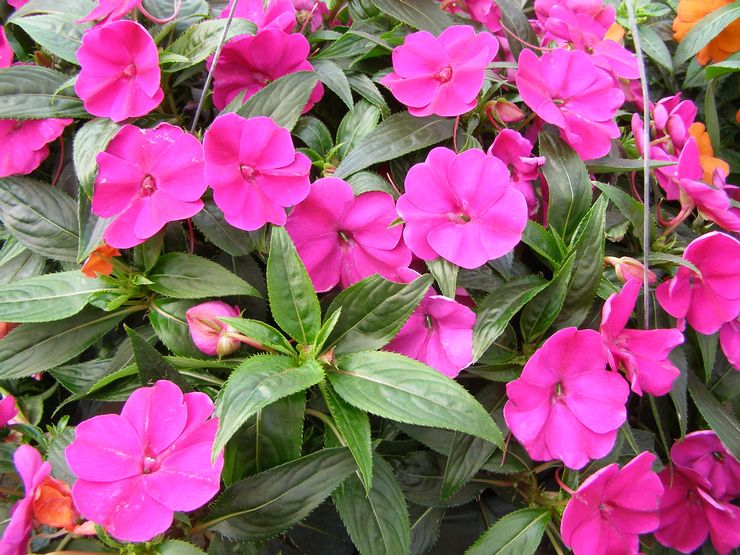 Balsami Uusi -Guinea