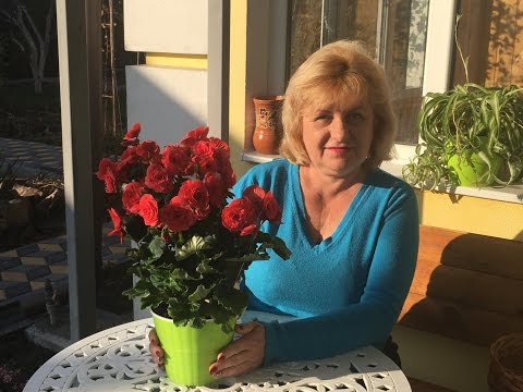 BEGONIA BLOMSTERUM - VOKSNING