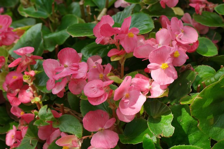 Stadig blomstrende begonia