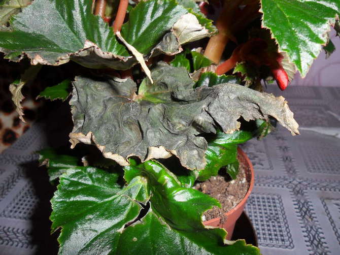 Sygdomme og skadedyr