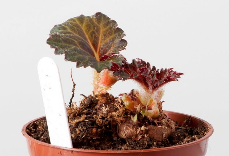 Tuberous begonia -lisäysmenetelmät