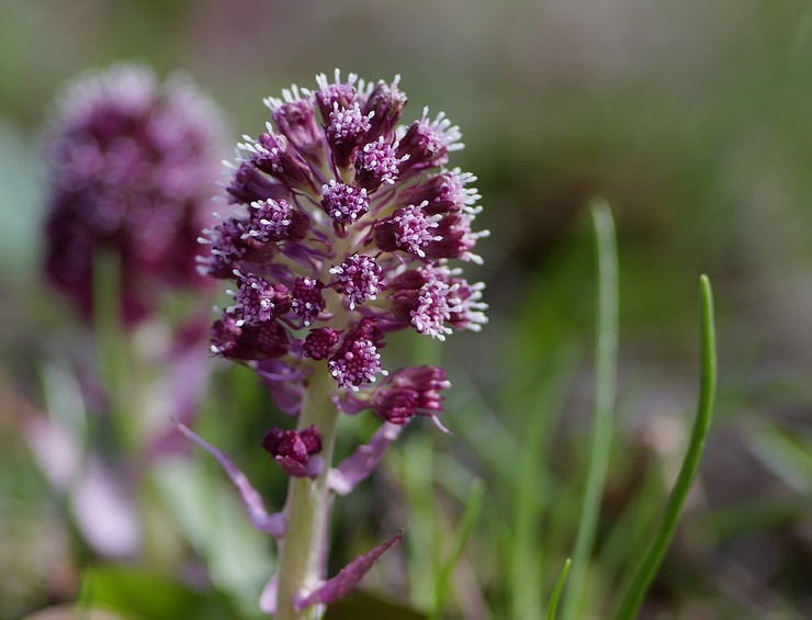 Beskrivelse af butterbur -planten