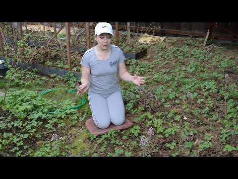 Butterbur: plantning og pleje