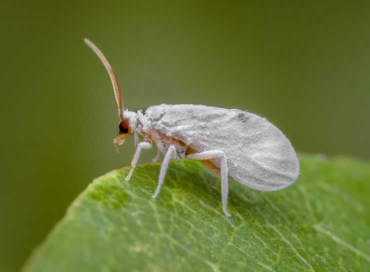 Whitefly beskrivelse