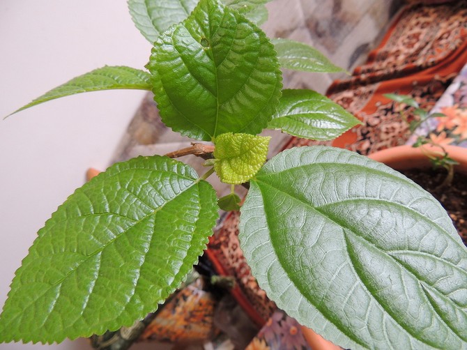 لا تتحمل Bemeria الهواء الجاف وتنمو جيدًا فقط في الرطوبة العالية.