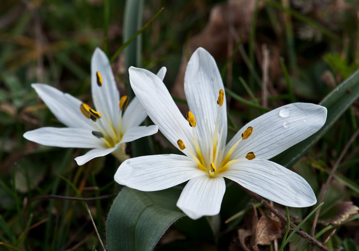 Colchicum ungarsk