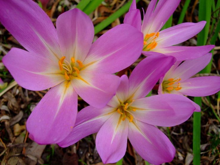 Colchicum storslået