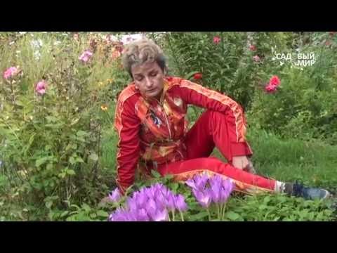 Uhøjtidelige blomster til haven. Harlekiner. Websted