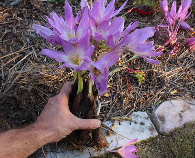 Colchicum -transplantation