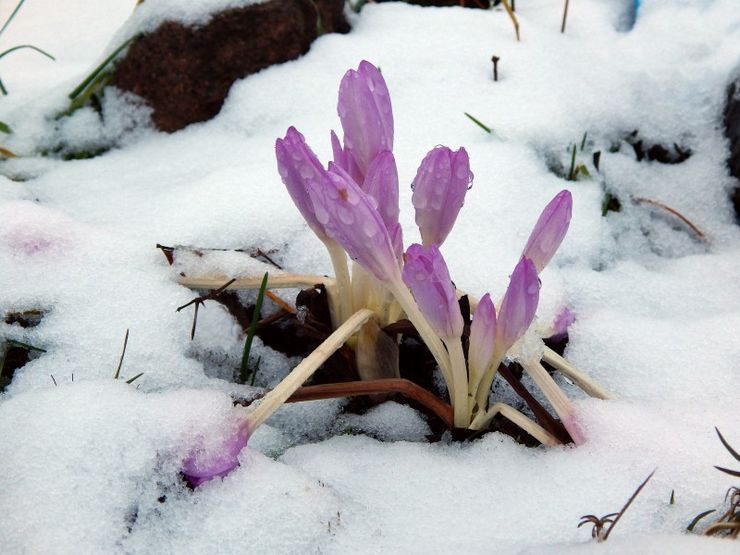 Colchicum efter blomstring