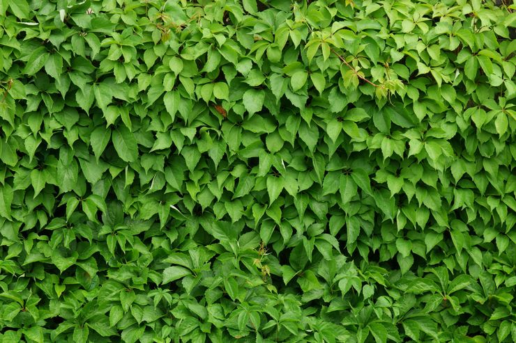 Neitsyt viinirypäleet