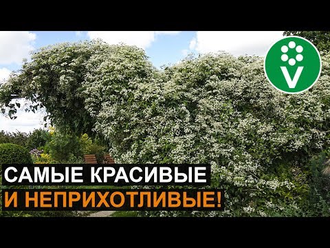 PARAS VUODEN VINES, joka muuttaa välittömästi aidan, pergolan, huvimajan