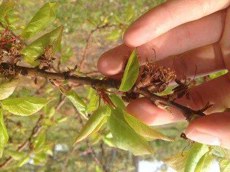 Virussairauden aiheuttaja on elävä mikro -organismi. Se on niin pieni, ettei sillä ole edes solurakennetta.