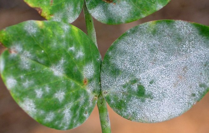 أمراض النباتات الداخلية