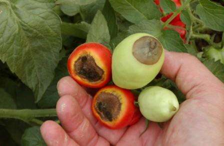 Tomaattitaudit, taistelu niitä vastaan Tomaattien sairaudet kuva ja niiden hoito