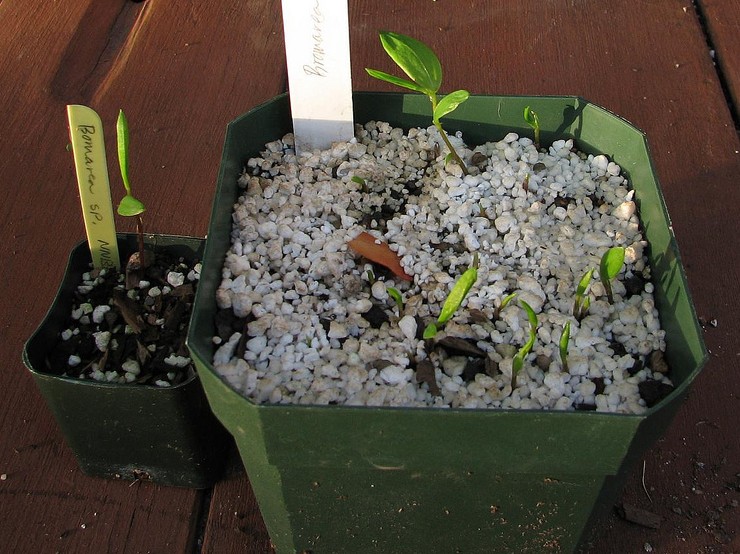 Voksende bomarea fra frø