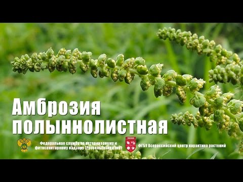 Ambrózia Artemisia