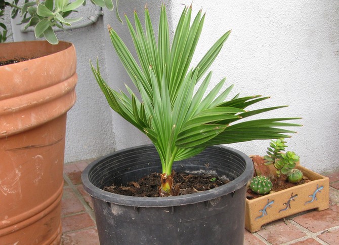 For at opretholde normale tilbageholdelsesbetingelser skal håndfladen sprøjtes ind imellem