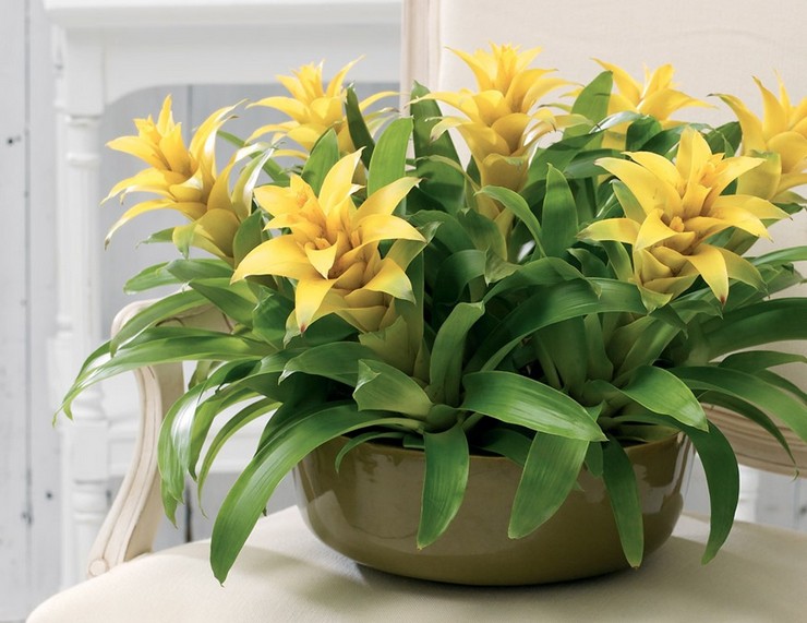 Det er bydende nødvendigt at transplantere bromeliader i en beholder, der er 2-3 cm i diameter.