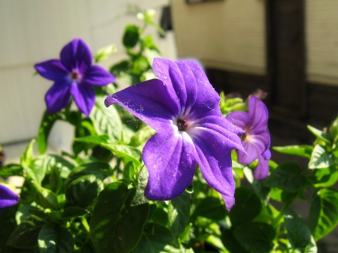 Beskrivelse af anlægget