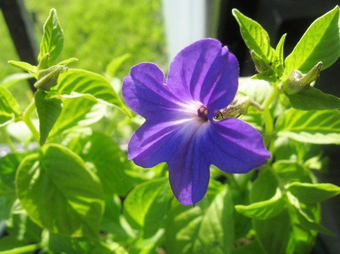 Hjemmepleje til brovallia